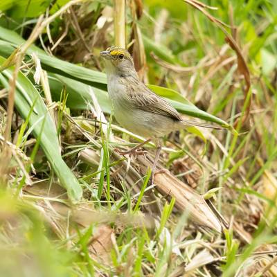 Yellow-browed sparrow
