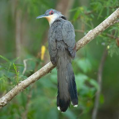 Hispaniolan lizard cuckoo