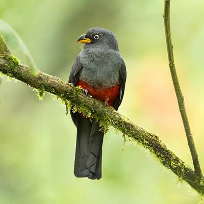 Blue-tailed trogon