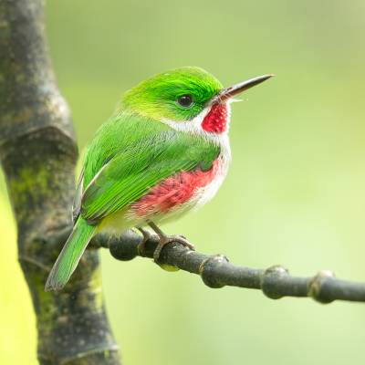 Narrow-billed tody