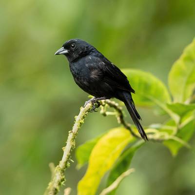 White-lined tanager
