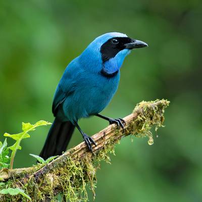 Turquoise jay