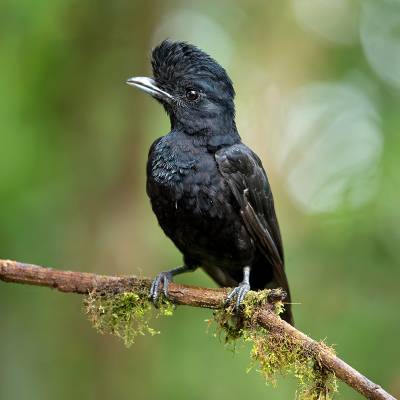 Long-wattled umbrellabird