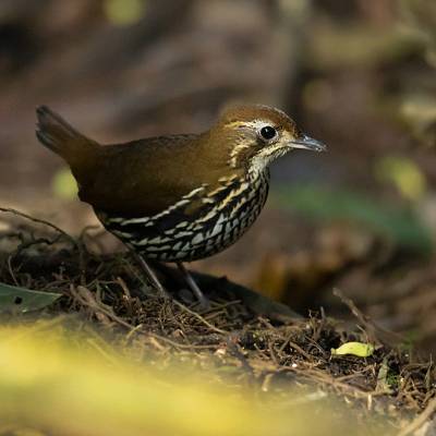 Short-tailed antthrush