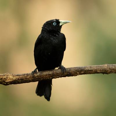 Scarlet-rumped cacique