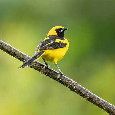 Yellow-tailed oriole