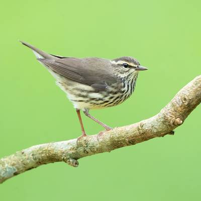 Northern waterthrush