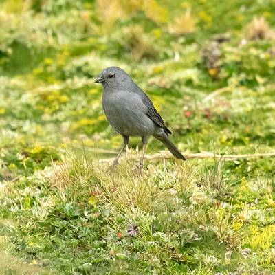 Plumbeous sierra finch