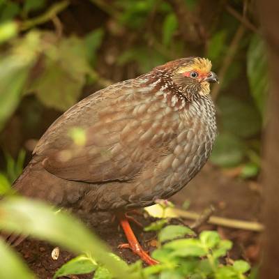 Buffy-crowned wood partridge