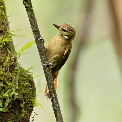 Northern plain xenops