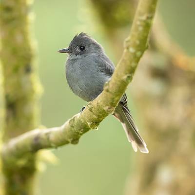Smoke-colored pewee