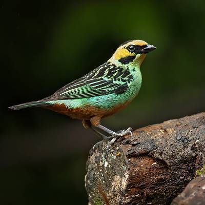 Golden-eared tanager
