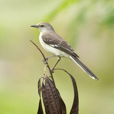 Northern mockingbird