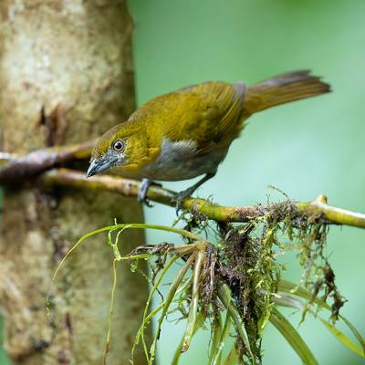 Yellow-throated chlorospingus