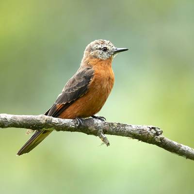 Cliff flycatcher