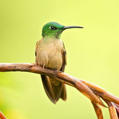 Fawn-breasted brilliant