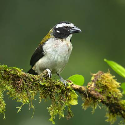 Black-winged saltator
