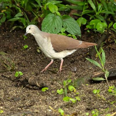 Pallid dove