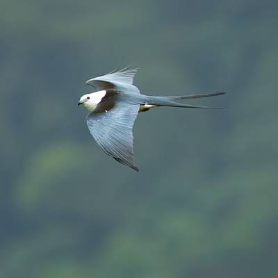 Swallow-tailed kite