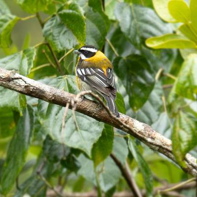 Hispaniolan spindalis