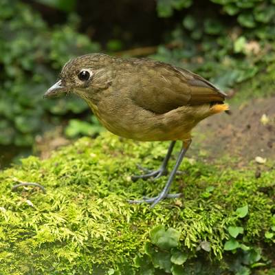 Plain-backed antpitta