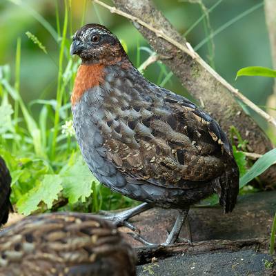 Rufous-breasted wood quail