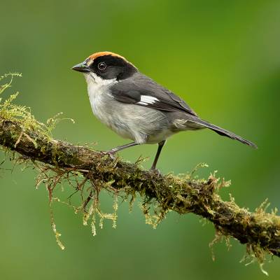 White-winged brushfinch
