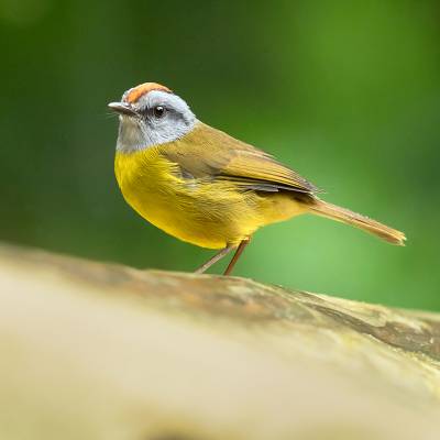Russet-crowned warbler