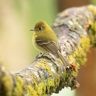 Yellowish flycatcher