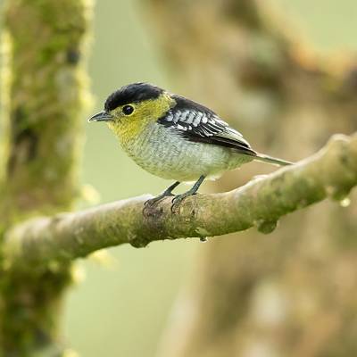Barred becard