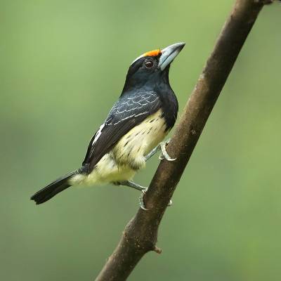 Orange-fronted barbet