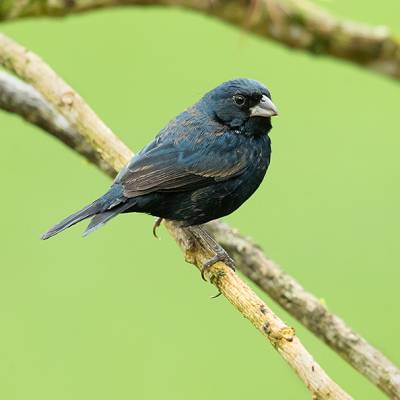 Blue-black grassquit