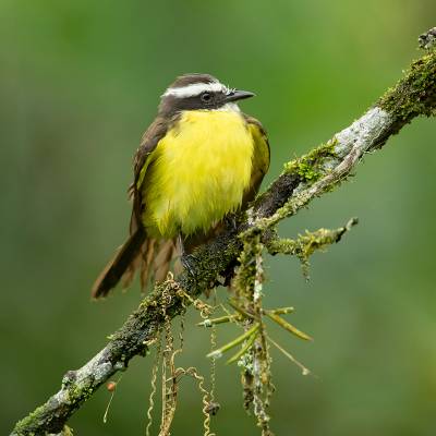 Rusty-margined flycatcher