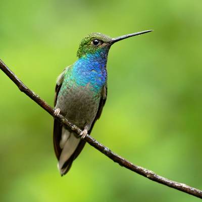 Green-backed hillstar