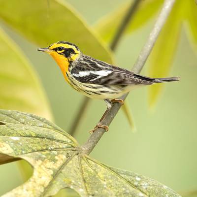 Blackburian warbler
