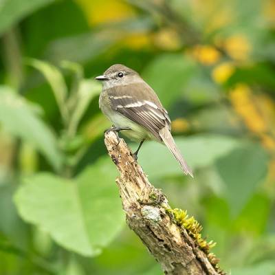Olive-chested flycatcher