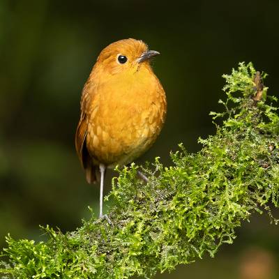 Equatorial antpitta