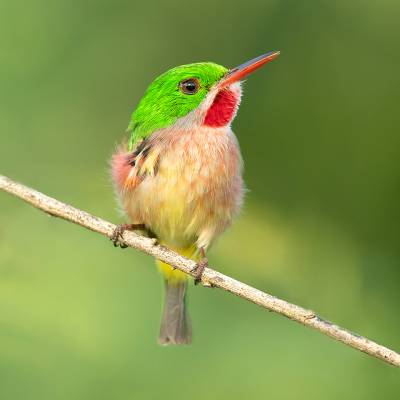 Broad-billed tody