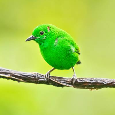 Glistering-green tanager