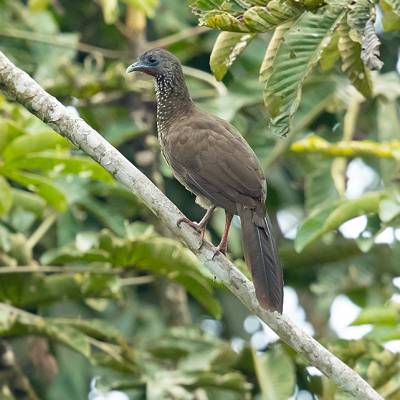 Speckled chachalaca