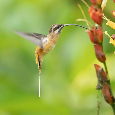 Tawny-bellied hermit