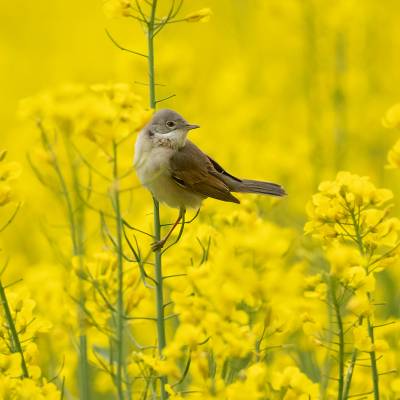 Greater whitethroat
