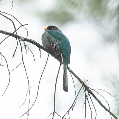 Hispaniolan trogon