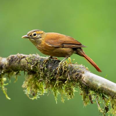 Scaly-throated foliage-gleaner