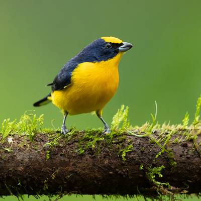 Thick-billed euphonia
