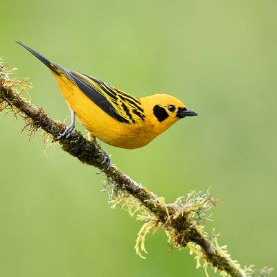 Golden tanager