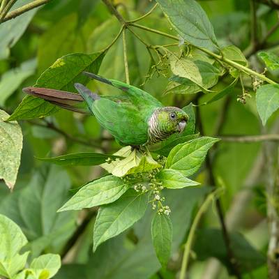 Maroon-tailed parakeet