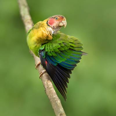 Rose-faced parrot