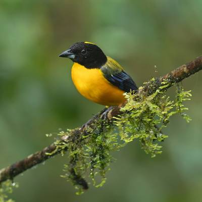 Black-chinned mountain tanager
