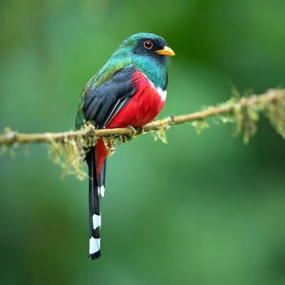Masked trogon